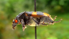 Nicrophorus interruptus