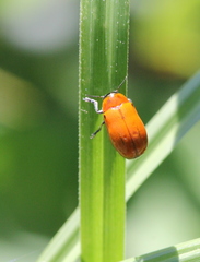 Coptocephala pallens