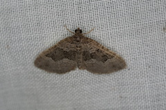 Chrysolarentia