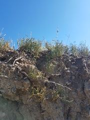 Ephedra dahurica