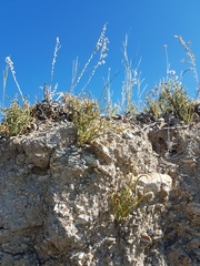 Ephedra dahurica