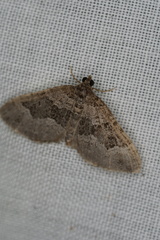 Chrysolarentia