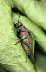 Spilostethus furcula