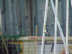 Baeolophus atricristatus