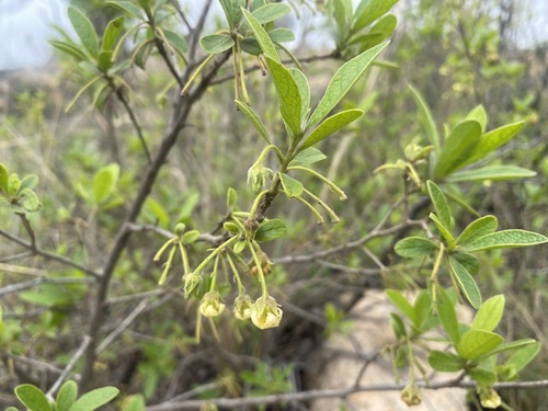 Transvaal Bluebush
