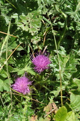 Cirsium acaule