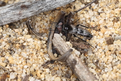 Acraspisa