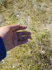 Asparagus burjaticus