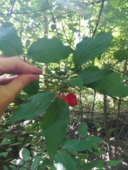 Cornus