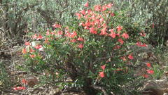 Hermannia grandiflora