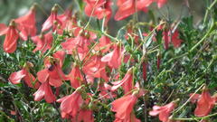 Hermannia grandiflora