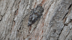 Cicada mordoganensis