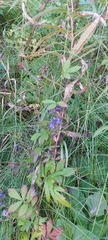 Aconitum volubile