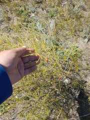 Asparagus burjaticus