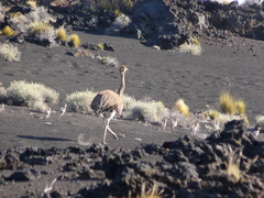 Rhea pennata