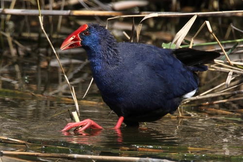 Western Swamphen, photo 8 of 8