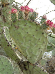 Opuntia pilifera
