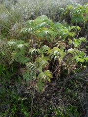Melianthus