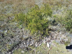 Rhamnus erythroxylum