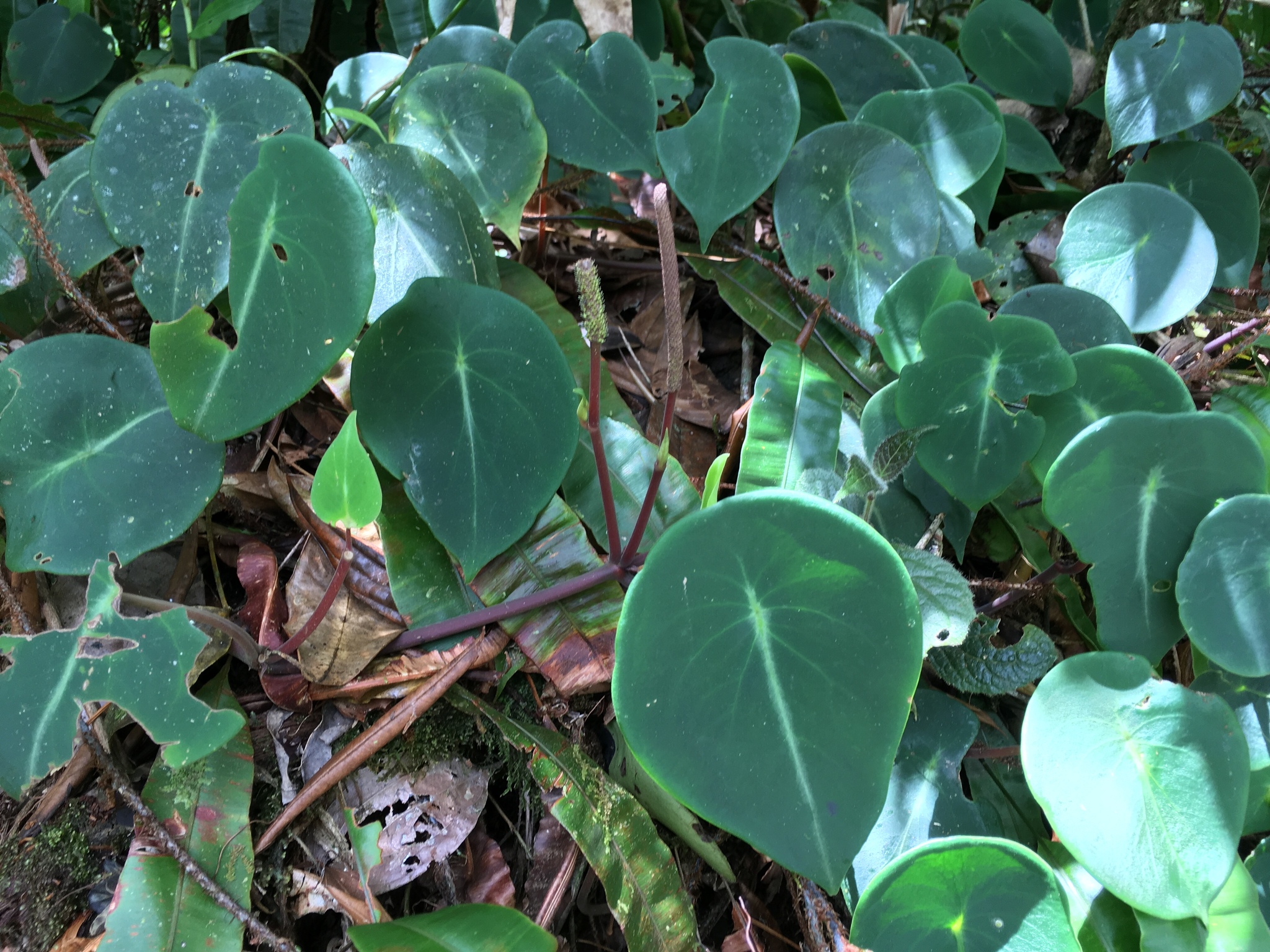 Peperomia hernandiifolia