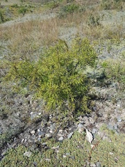 Rhamnus erythroxylum