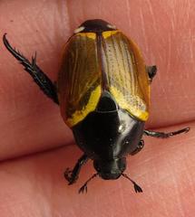 Popillia bipunctata