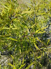 Rhamnus erythroxylum