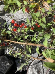 Solanum dulcamara