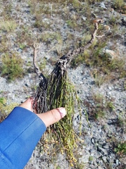 Haplophyllum dauricum