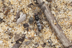 Acraspisa