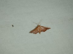 Hypolamprus angulalis