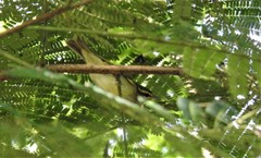 Phylloscopus magnirostris