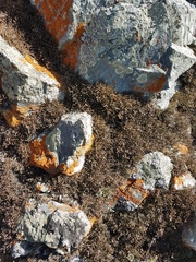Selaginella sanguinolenta