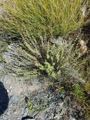 Dracocephalum fruticulosum