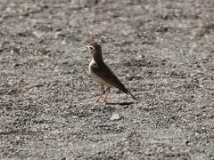 Spizocorys starki