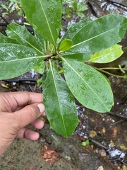 Acanthus ilicifolius