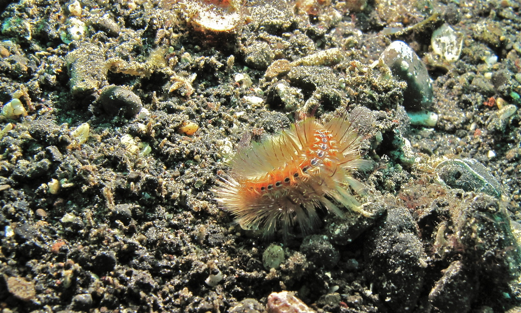 Chloeia amphora