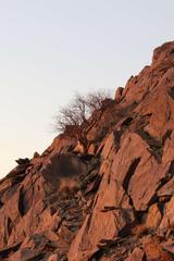 Commiphora tenuipetiolata