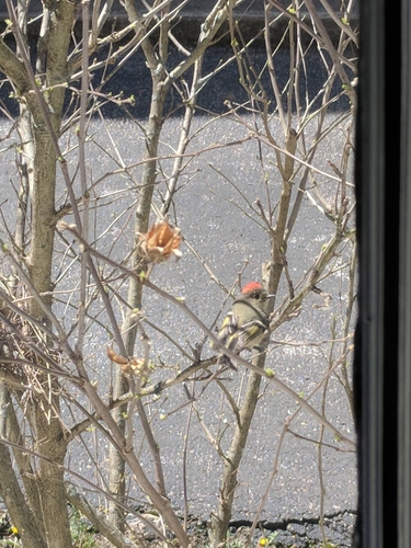 Ruby-crowned Kinglet photographed in Kentucky