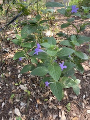 Ruellia drummondiana