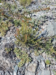 Haplophyllum dauricum