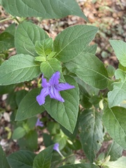 Ruellia drummondiana