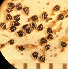 Eleocharis atropurpurea