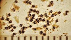 Eleocharis atropurpurea