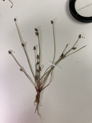 Eleocharis atropurpurea