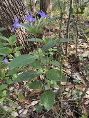 Ruellia drummondiana