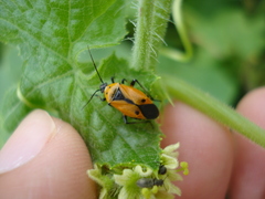 Neocapsus