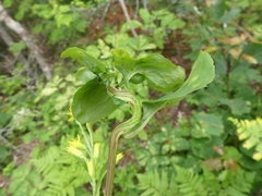Unknown s-macrophylla-leaf-blister-gall gall