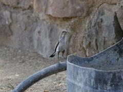 Cinnyris fuscus fuscus