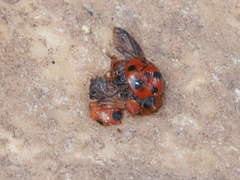Harmonia dimidiata